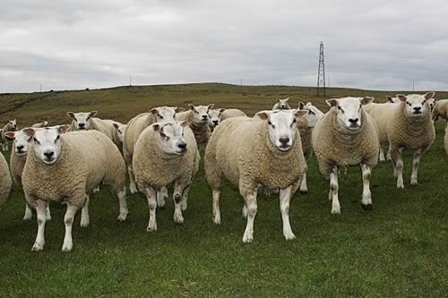 Farm Images